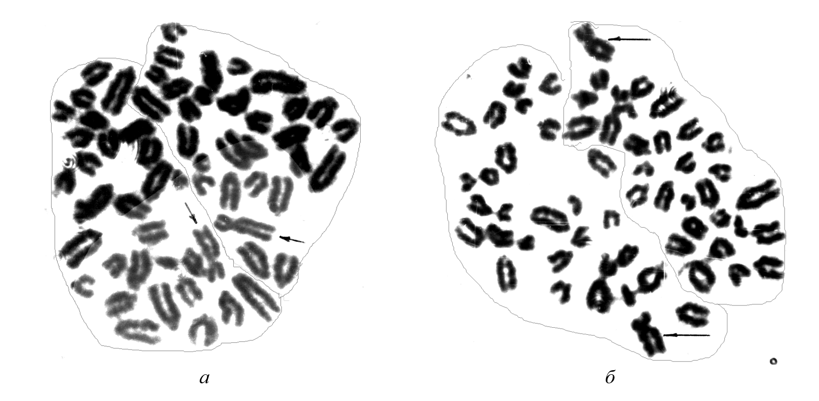 Взаимное расположение пары хромосом Х (указаны стрелками) в метафазных пластинках периферической крови крупного рогатого скота: а – близкое расположение, антипараллельное; б – максимально удаленное, параллельное расположение