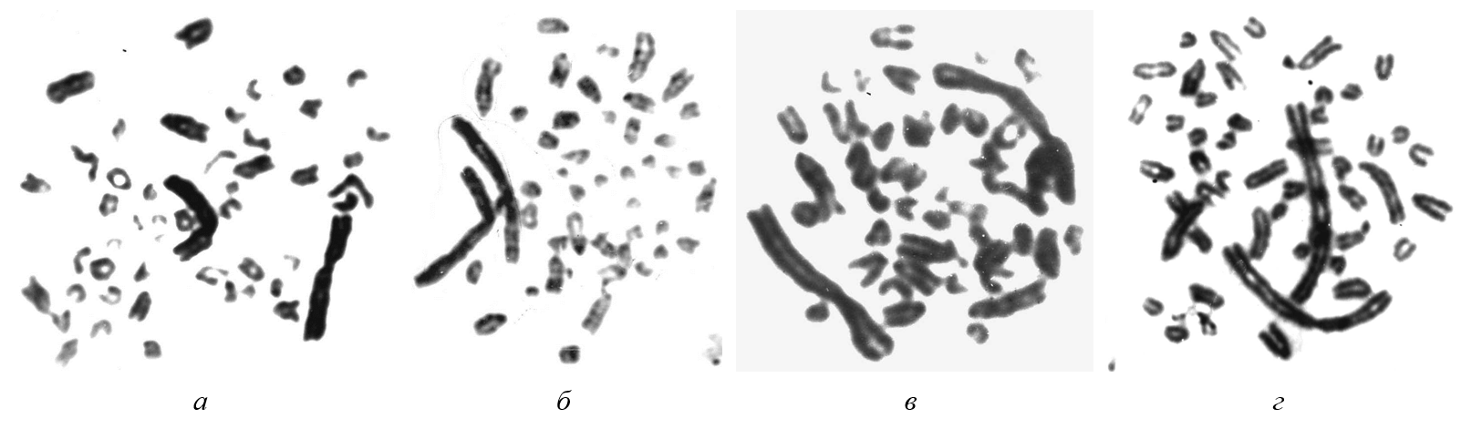 Метафазы пашенной полевки (Microtus agrestis): а, б – антипараллельное расположение пары хромосомы Х; в, г – параллельное расположение пары хромосомы Х  