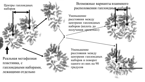 Пример подразделенности на два гаплоидных субпластинок диплоидной метафазной пластики клетки костного мозга мыши и реконструкция из них типичных метафаз, получаемых при подготовке клеток к исследованиям с использованием препаратов, нарушающих веретено деления
