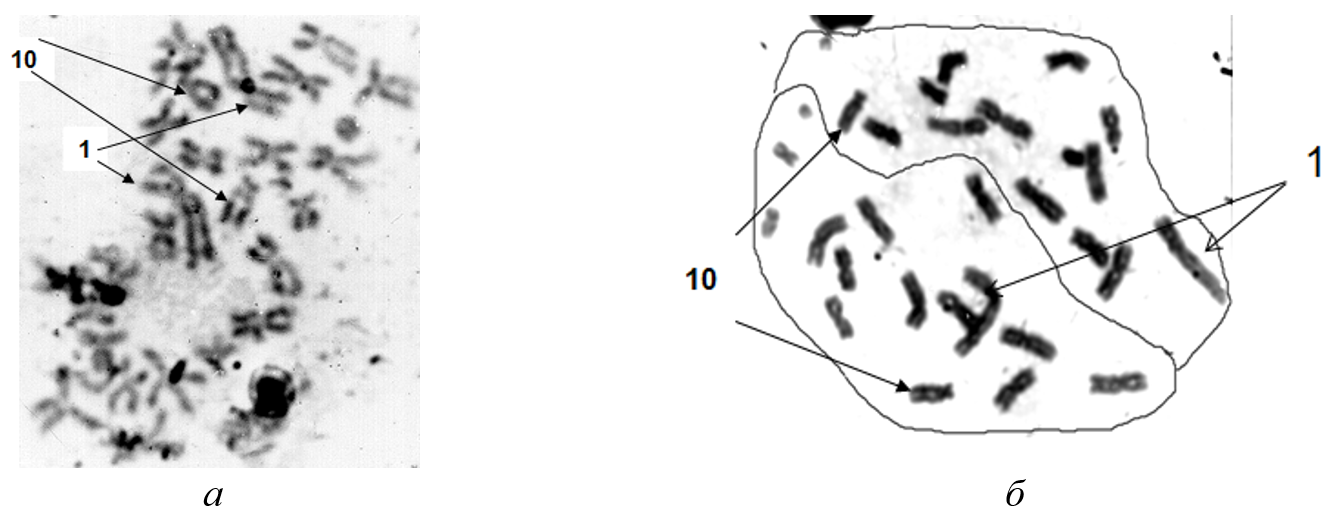 Метафазные пластинки костного мозга (Microtus oeconomus): а - разобщенные гаплоидные наборы хромосом, антипараллельное расположение пары хромосом 1 (Хр) и сходное - пары хромосом 10 (обозначены стрелками); б - метафаза с параллельным расположением гомологов хромосомы 1, пара гомологов Хр 10 разобщены и почти параллельны (обозначены стрелками)   