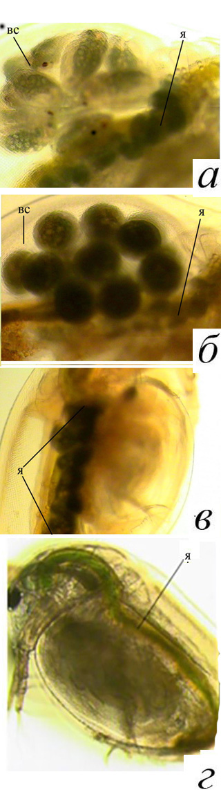 Состояние яичников на 6 сут экспозиции в растворах фунгицида пенконазол: а – концентрация пестицида – контроль; б – 0,003 мг/дм3 (ПДК); в –0,03 мг/дм3; г - 0,3 мг/дм3; я – яичник; вс – выводковая сумка