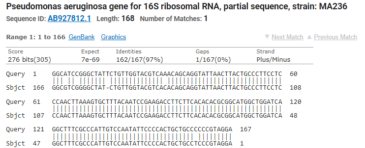 Pseudomonas aeruginosa gene for 16S ribosomal RNA, partial sequence, strain: MA236