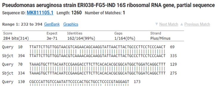 Pseudomonas aeruginosa strain ERI038-FG5-IND 16S ribosomal RNA gene, partial sequence