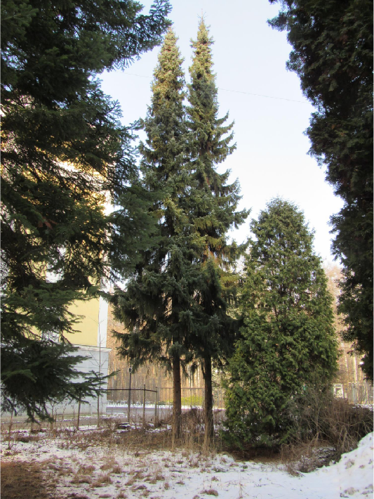 Общий вид учетных деревьев в дендрарии