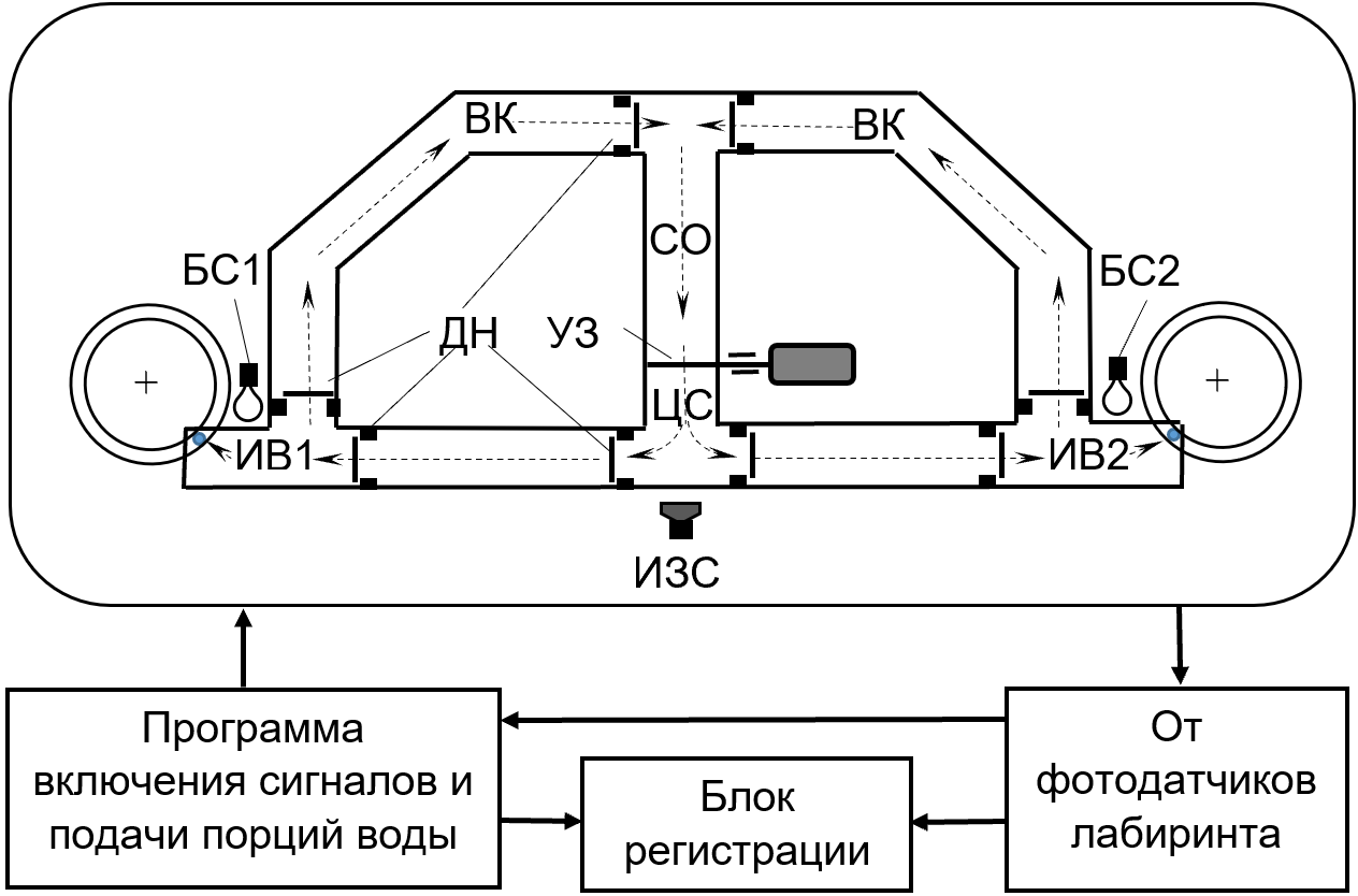 План Т-образного лабиринта с возвратными коридорами и дверками направлений перемещения животных